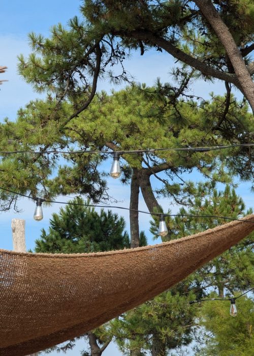 Pins et guirlande lumineuse sous le ciel bleu